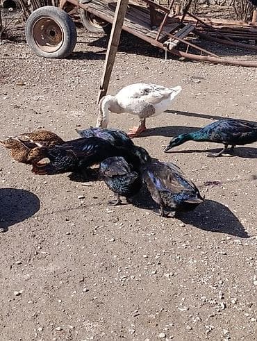 Hinduşkalar: Erkək, | Linda, Damazlıq, Ödənişli çatdırılma — 5