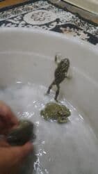 heyvanlara verilen adlar: Qurbaga — 4