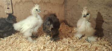 Inəklər, öküzlər: Toyuq cücələri, Damazlıq — 3