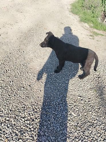 alman afcerkasi: 3 ay, Dişi — 4