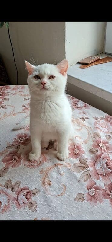 Şinşilla, Erkək, Yaxşı əllərə, Ünvandan götürmə