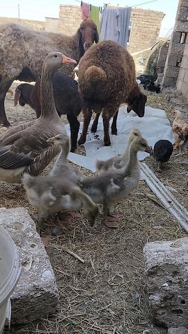 Erkek qala quzusu satılır teecili — 2