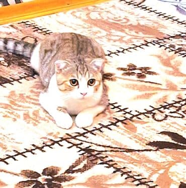 sirin itler: Şotland yastı qulaq, Erkək, Yaxşı əllərə — 1