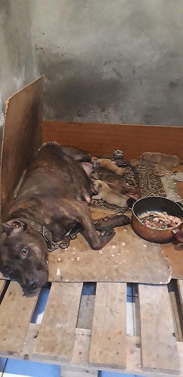 it bazar: Pitbul — 2