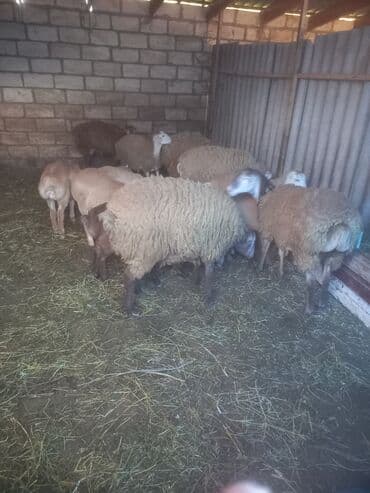 cins inekler: Satılır: qoyun sürüsü - Təsvir: Təsərrüfat daxmasında saxlanılan bir — 2