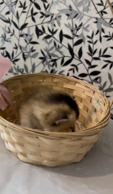 ən ucuz pişiklər: Şinşilla, Dişi, Erkək, Ünvandan götürmə, Ödənişli çatdırılma — 5