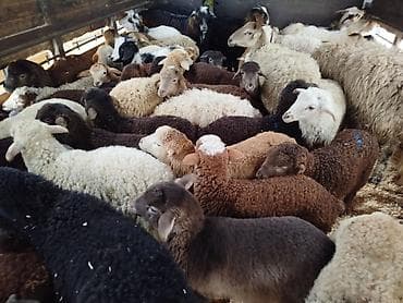 Qoyun və quzu sürüsü – müxtəlif rəng və cinslər - Şəkillərdə iri