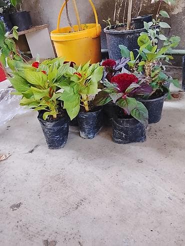 termos satışı: 🪻📲050'590'41'46 Lenkarandan Hərnöv GüLAğaclarin sifarişi Satış: Otaq — 6