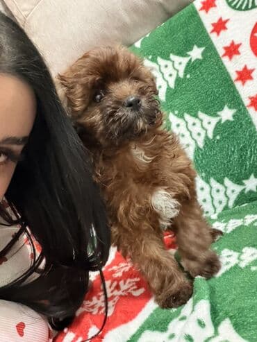 той пудель баку: Пудель, 2 месяца, Самка, Самовывоз, Бесплатная доставка — 4