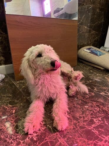 sahibsiz itlər: Pudel, 8 ay, Dişi, Sənədli, Ünvandan götürmə — 6
