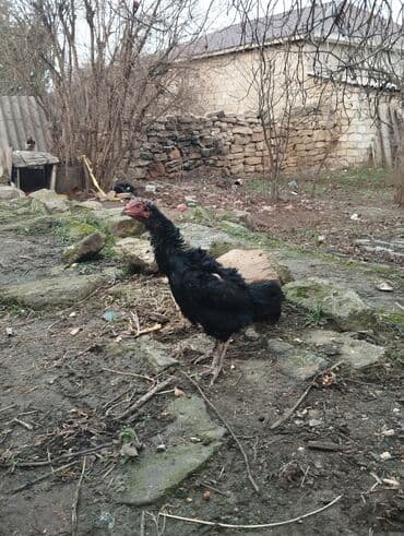 cins xoruzlar: Xoruz, Heyratı, il: 1, Ünvandan götürmə — 2