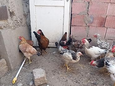 Toyuq, Damazlıq, Ünvandan götürmə — 10