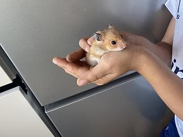 Hamster – balaca, mehriban ev heyvanı PULSUZ VERİLİR 4ədəd baladır