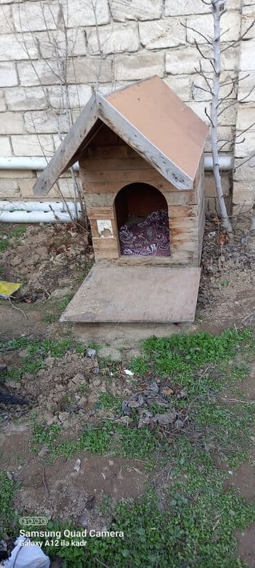 bu it: İt yuvası — 1