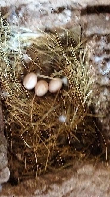 yumurta yagi: Ördək yumurtası - Təsvir: Şəkillərdə təsvir olunan, samanla — 8
