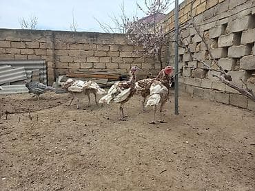 Птицы: Bronz rəngli hinduşkalar – təsərrüfat üçün sağlam, iri cüssəli quşlar — 6