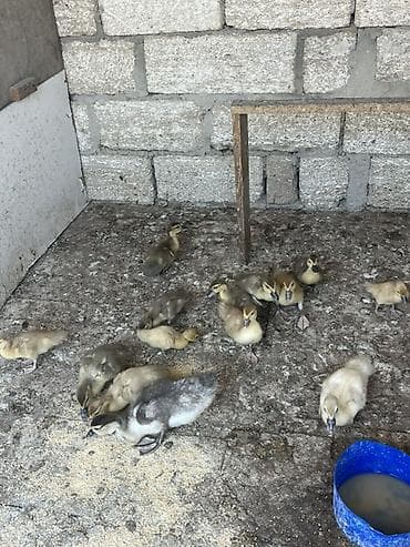 hindquşu balası: Ördək balalarıdır. 14 ədəddir. Lal ördəkdi. 1i 5 azndir. Real alicilar — 2