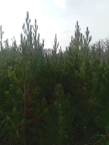 ucuz əşyalar: Şam (pine) tingləri – iynəyarpaq landşaft ağacı - Növ: Şam ağacı — 9