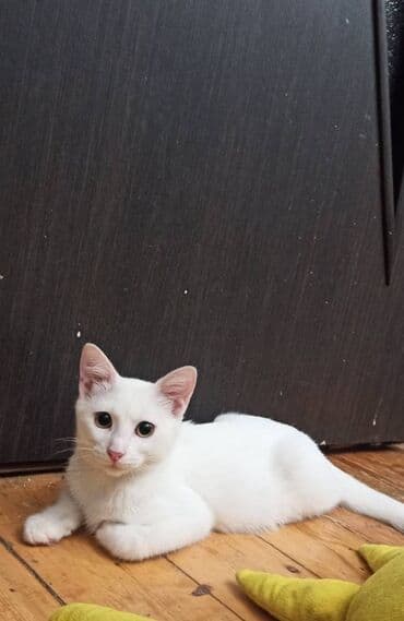 шотландский котенок: Erkək — 2