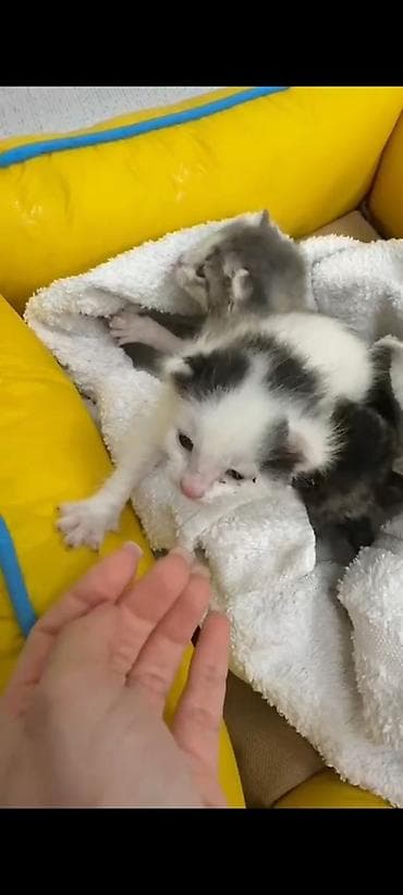 Erkək, Yaxşı əllərə, Pulsuz çatdırılma