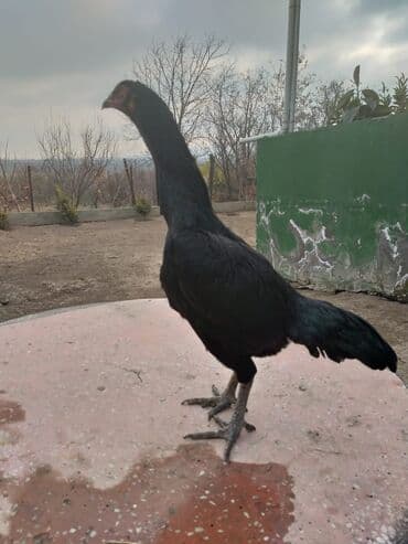 lavanda ordək: Erkək, Damazlıq, Ödənişli çatdırılma — 6