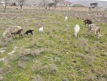 Camış: 3ana keci 2boyuk teke 2dene cepis — 3