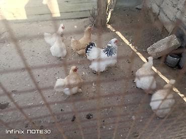 it qiz sekilleri: Ponpon toyuq satılır — 3