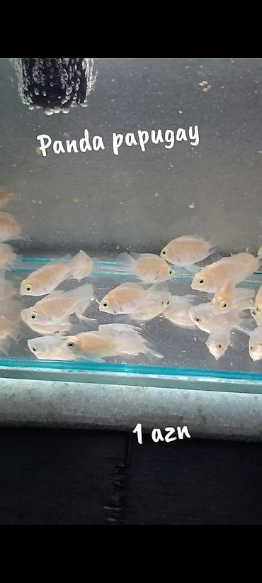 betta balığı: Panda papugay balıqı! 2 sm 1 azn 3 sm. 2 azn WhatsApp yazın!!!! — 4