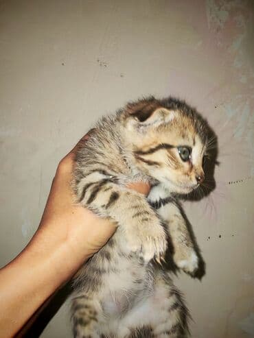 malta balonka: Yaxşı əllərə — 5