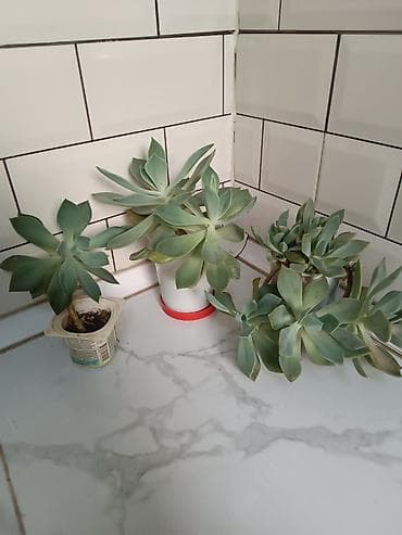 cut bitkisi: Otaq bitkiləri – sukulent və kaktus koleksiyası - Sansevieria — 4