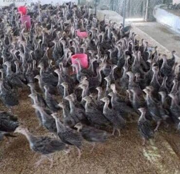 at şəkilləri: Məhsul: Türki quşu balaları (hinduşka fışqaları) Təsvir: - Fermada — 1