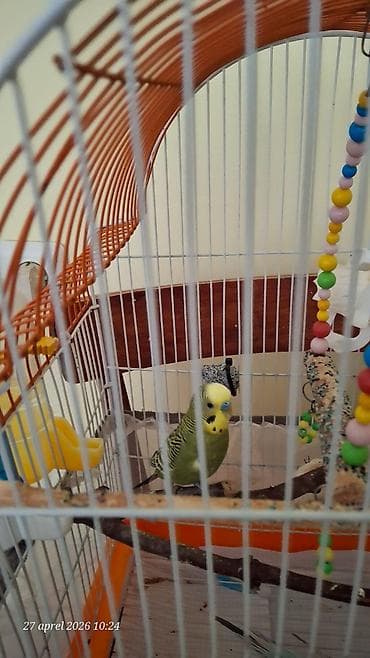 Sağlam çexle qarışıq tutuquşu tek erkəy 20 manata alınıb her şeyi var