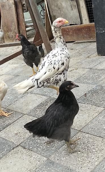 dana adları: Xoruz, Heyratı, il: 4, Ünvandan götürmə — 3