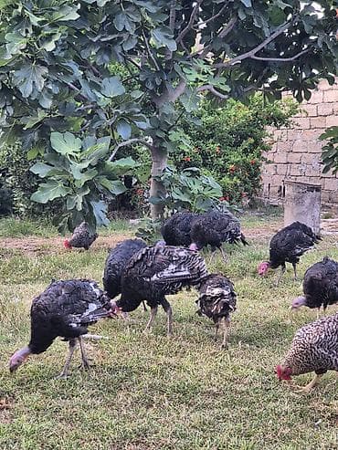 Digər quşlar: Salamaleykum 50,45,40,35 Azn kimi hindusqalar satilir tebbi — 4