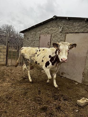 bildircin satşı: Simmenatlla ivanofka mələzi düyə satılır. Buzovluğundan məndədir.Öz — 6