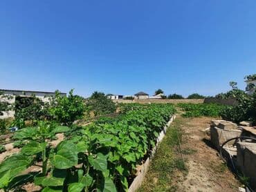 elşən süleymanov küçəsi: 12 sot, Kupça (Çıxarış) — 2