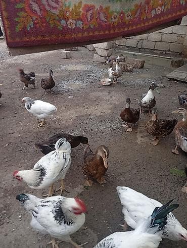 dağ toyuğu: Satılir 3 ayligdilar qiymət 13 manata aşağı yeri olar kök heyvanlardi — 4