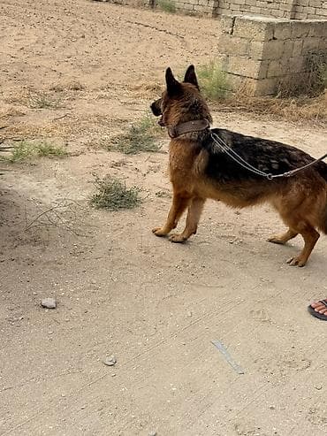 it kangal: Alman çoban iti — 5