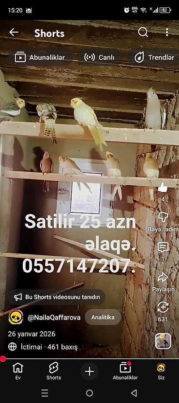 Məhsul: Nimfa (Cockatiel) tutuquşuları Təsvir: - Şəkildə müxtəlif