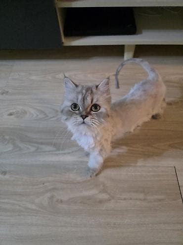 heyvanlar pişik: Britan, Dişi, Yaxşı əllərə, Ünvandan götürmə — 5