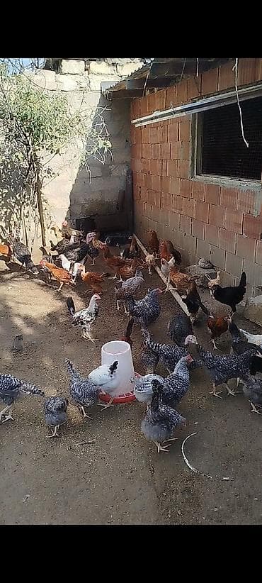 kend colpaları: 4 ayının içində olan superaktiv kənd çolpaları satılır, kəsməli təbbi — 2