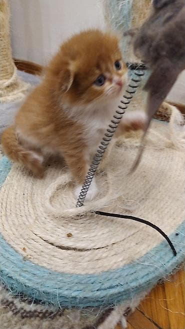 akvarium 120 cm: Erkək, Yaxşı əllərə, Ünvandan götürmə — 3