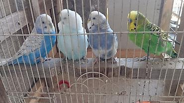 qus xana: Papuqaylari satilir biri 20 azn 3 erkek 1 disidi qefes verilmir — 1