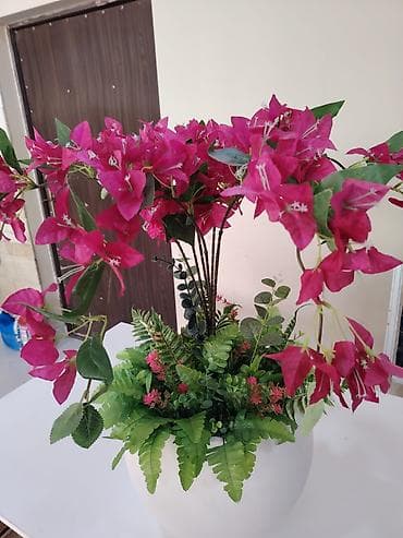 sunu gul: Dekorativ bouqenvilliya kompozisiyası – ağ şar formalı qablarda - — 3