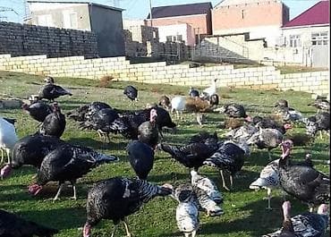 heyvan satisi tap az: Təcili bina evinə köçürük deyə satilir. Toyuq xoruz qarışıq biri 5.50 — 5