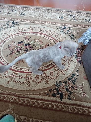 heyvan əşyaları: Britan yastı qulaq — 2