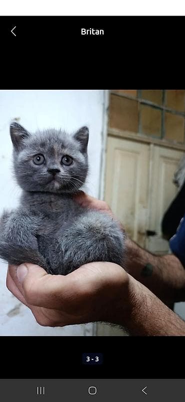 erkey pisik adlari: Britan — 6