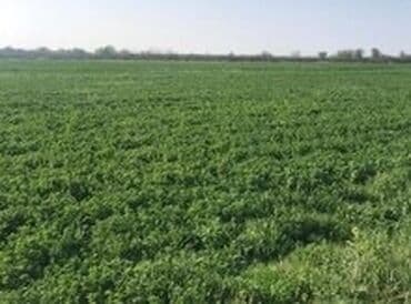 сабирабад: 28000 соток, Для сельского хозяйства, Собственник, Купчая — 1