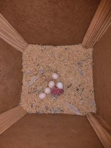 кольчатый попугай цена: Hazır cüt satılır 1 dişi, 1 erkək, 2 ətcəbala və 3 yumurta Ələ — 1