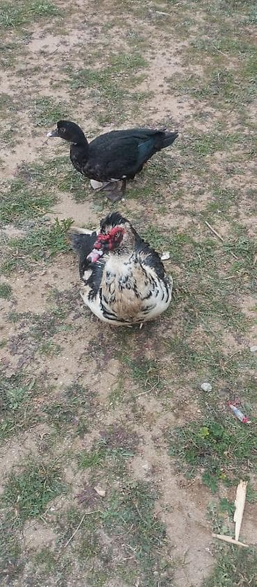 Собаки: Musk ördəkləri (indoutka) – təsərrüfat üçün 2 baş - Cins z z z z z z — 2